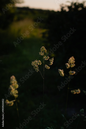 spring in the forest. garden at sunset. green grass in the garden against the sun. atmosphere of the garden on a summer day