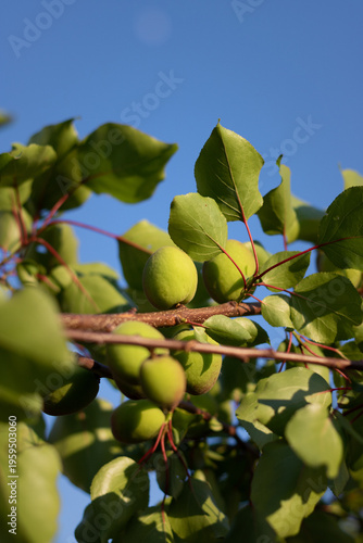 green peaches on a tree branch. growing peaches in the garden. peaches on a branch against a blue sky