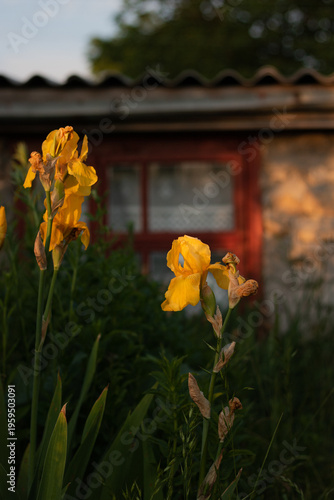 yellow flowers in the garden. blooming flowers in the garden at sunset. garden at sunset