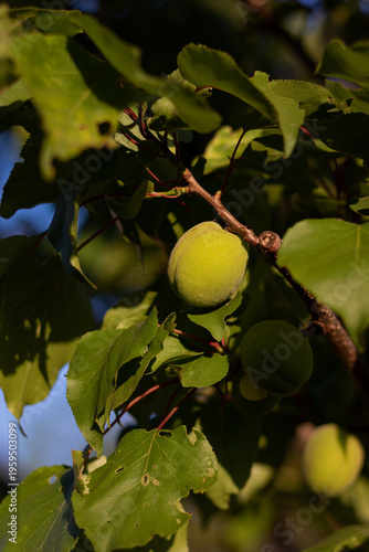 green peaches on a tree branch. growing peaches in the garden. peaches on a branch against a blue sky