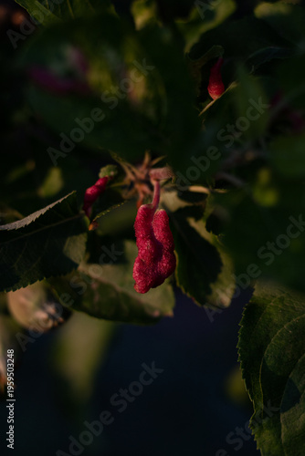young apples on a tree branch in the garden. apple growth in the garden. close-up of a young diseased leaf on an apple tree branch. apple tree leaf disease