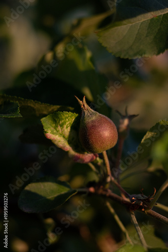 apples on tree. apples on a branch. young apples on a tree branch in the garden. apple growth in the garden. close-up of a young apple on a branch