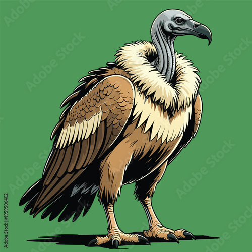 vector image of a carrion-eating vulture