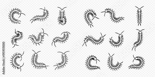Set of centipede icons in various poses, black and white line art illustration on transparent background.