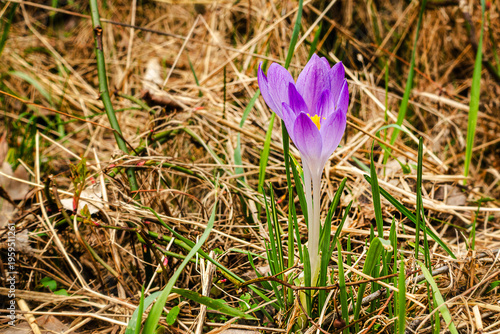Erste Frühlingsboten. Krokus.