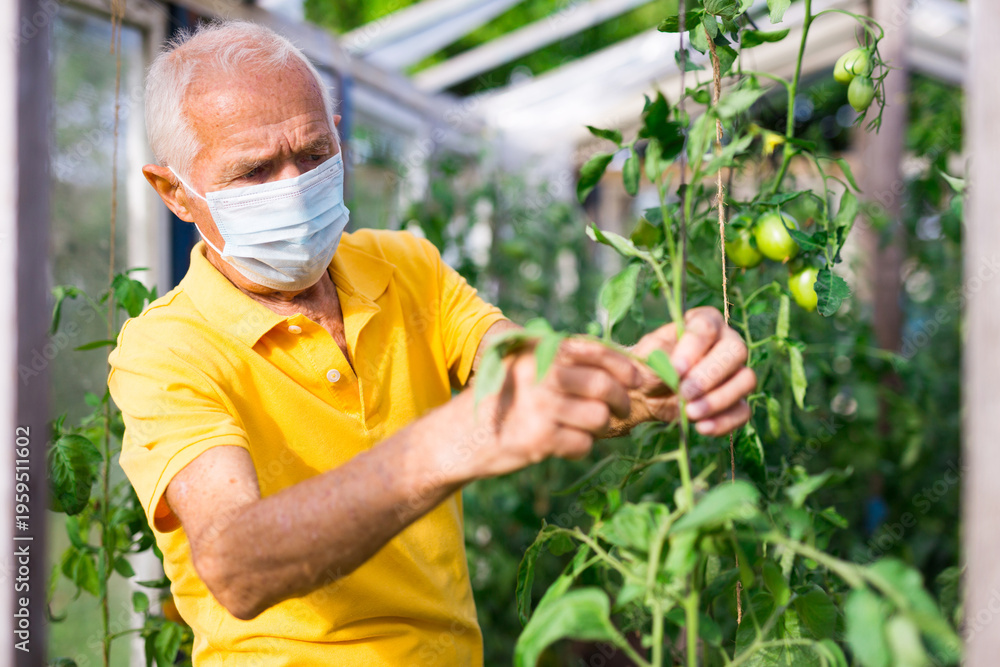 Fototapeta premium Elderly man in protective mask gardening in greenhouse on sunny day