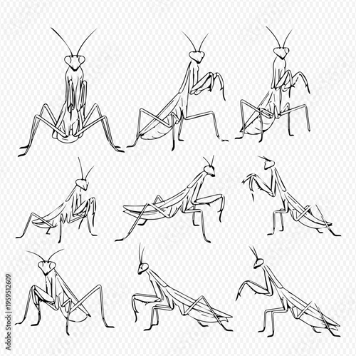 Set of praying mantis insects in various poses, hand-drawn black and white line art illustrations.