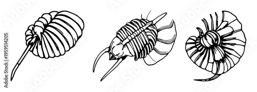 Trilobite set with hand‑drawn fossil detail and antique woodcut style featuring paleontology, scientific illustration, fossil morphology with anatomy and archaeology