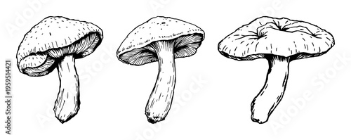 Reishi set with vintage ink sketch and botanical engraving detail featuring medicinal fungi, hatching, illustration with black ink and white background
