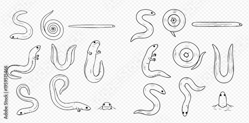 Set of hand-drawn earthworms, leeches, and other segmented worms in various poses, isolated on a transparent background.
