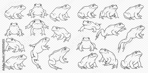 Set of various line art illustrations of frogs and toads in different poses, showcasing amphibian diversity.