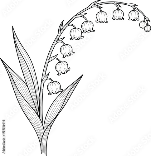Lily of the valley plant with flowers and leaves