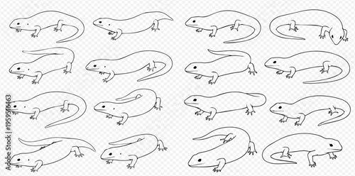 Set of various salamander and newt illustrations in different poses, black and white outline drawings.