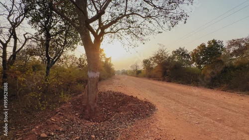 Tilt-up shot of a roadside tree marked with white paint beside an unpaved rural road in warm evening light, documenting pre-construction surveying for road widening and infrastructure development.