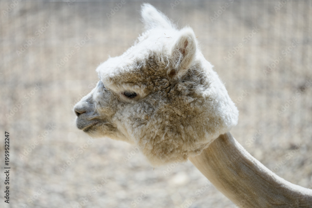 Obraz premium Close-up of gray alpaca's head in profile on farm, showing its textured wool and shearing. Lama pacos, Vicugna pacos. Concept alpacas raised for shearing.