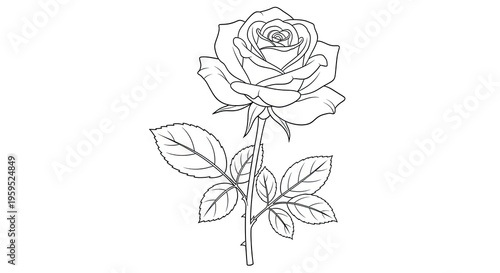 Elegant rose illustration detailed outline of a blooming flower on white