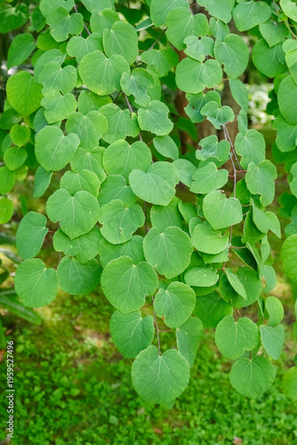 фотографія In Europe katsura (Cercidiphyllum japonicum) is a small tree or a shrub