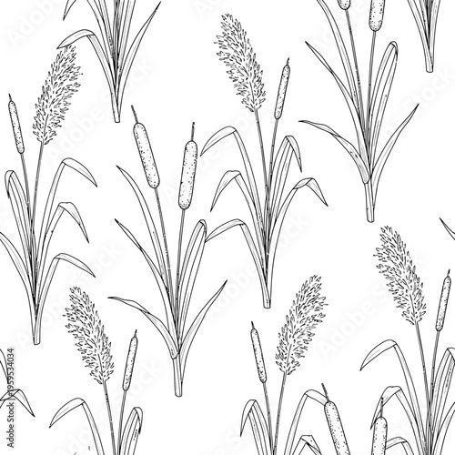 Illustration of various grass species with seed heads