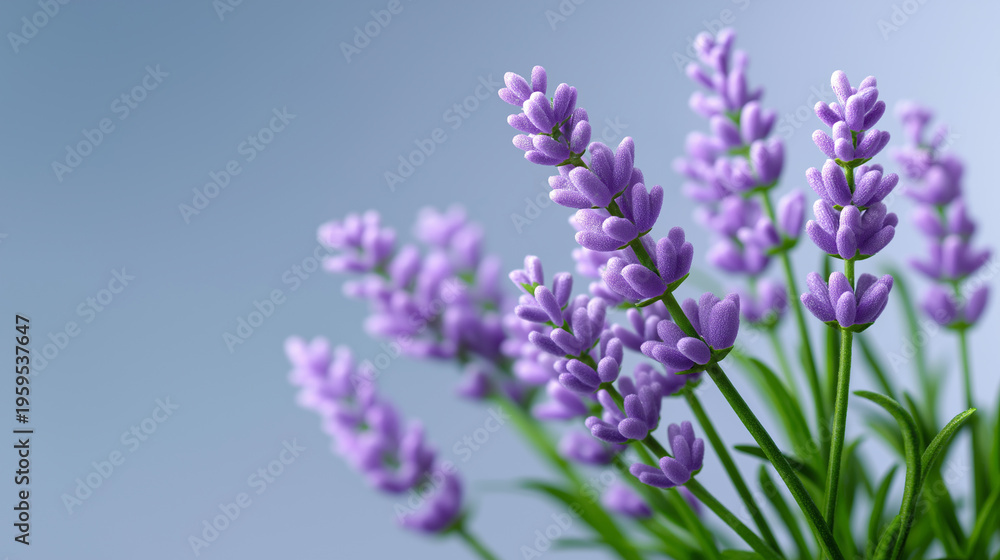 Fototapeta premium Lavender flowers on soft purple background representing calm, aromatherapy and natural wellness.