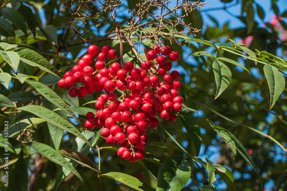 Obraz premium Rote Beeren Himmelsbambus