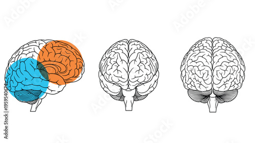 Anatomical illustration of the human brain from three different angles with colorful highlights on specific functional regions.