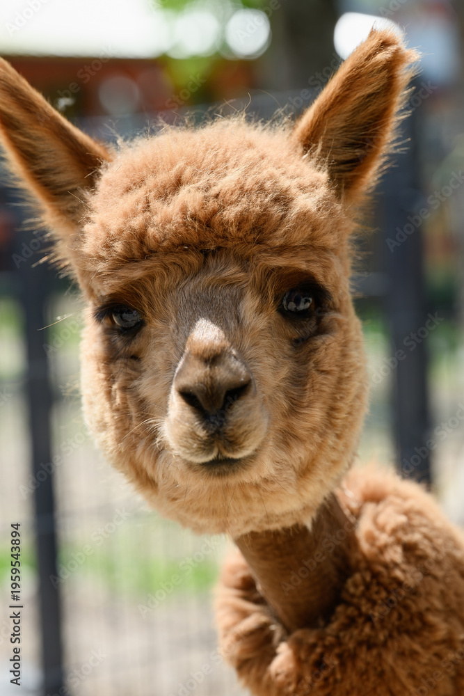 Obraz premium Curious look from brown alpaca on farm. Friendly alpaca with bright eyes and soft wool. Lama pacos, Vicugna pacos. Caring for animals on farm, petting zoo.