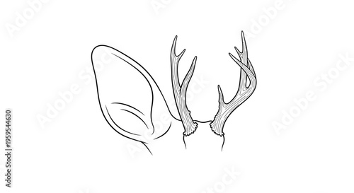 Deer ear and antlers minimalist line art illustration