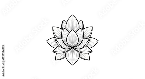 Elegant black white line art lotus flower drawing