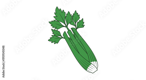 Fresh green celery vegetable illustration on white background