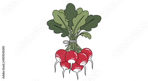 Fresh red radishes tied in a bunch with green leaves