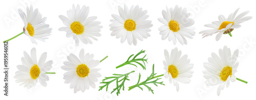 Chamomile flowers collection  isolated on white. Flying Daisy flower set. Chamomilla (Marguerite) as a Herbal medicine.