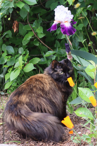 Tableau sur toile Fluffy cat sitting in a garden surrounded by colorful flowers