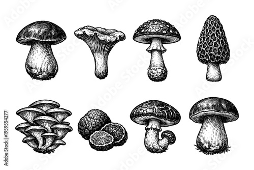 Vintage botanical illustration of various edible and poisonous mushrooms in black and white