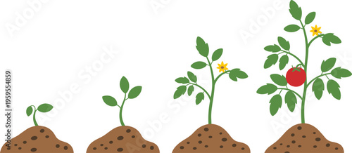 Tomato plant growth stages from seedling to mature fruit bearing plant in soil, agriculture lifecycle illustration concept, educational farming infographic