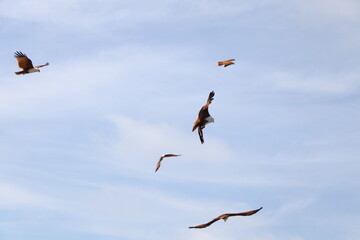 Eagle and wild life photos at rameshwaram, tamilnadu on 11-05-2021