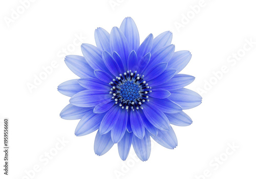 A vivid blue stylized flower with intricate petal details radiating from its center isolated on transparent background, png
