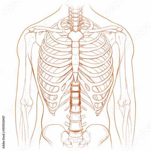 Anatomical sketch of the human ribcage spine and shoulder girdle