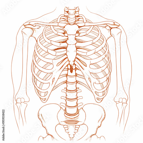 Detailed anatomical illustration of the human ribcage and spinal column