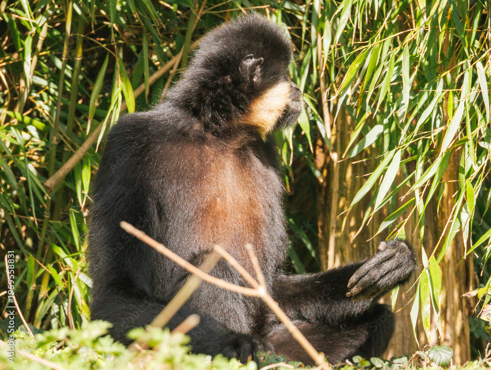 Obraz premium Gibbon à favoris roux