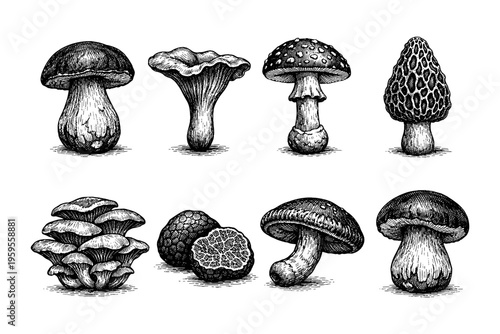 Collection of diverse mushroom illustrations in a vintage ink drawing style