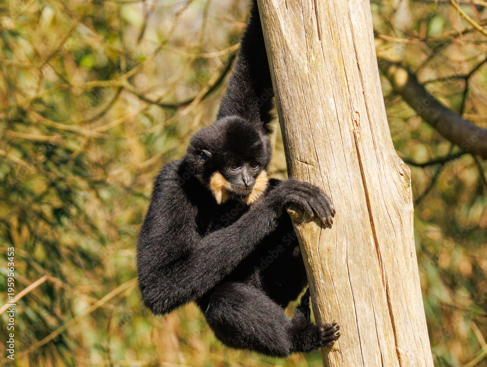 Obraz premium Gibbon à favoris roux