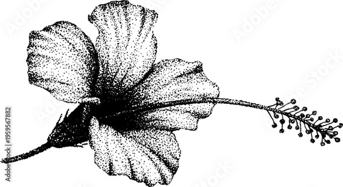 Black and white stippling illustration of a hibiscus tropical flower for artistic design