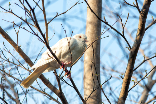 A large white dove perches on a branch on a bright, sunny day.