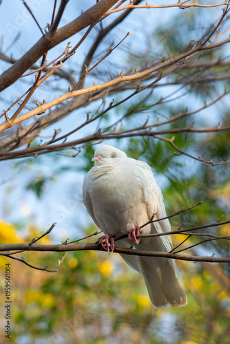 A white dove sleeps and rests relaxed while perched on a branch.
