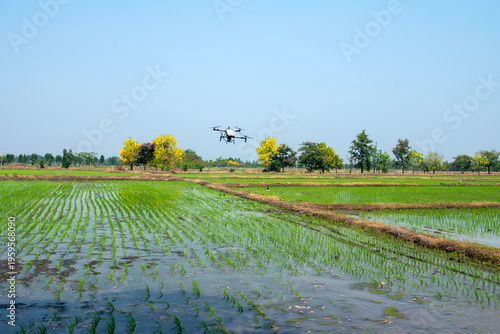 Using drone for spraying fertilizer into rice fields.