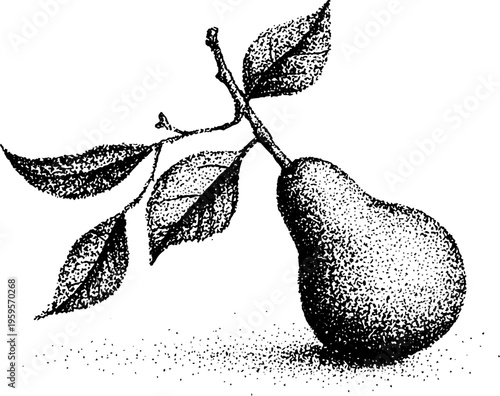 Pear fruit with botanical vine frame in black and white stippling art