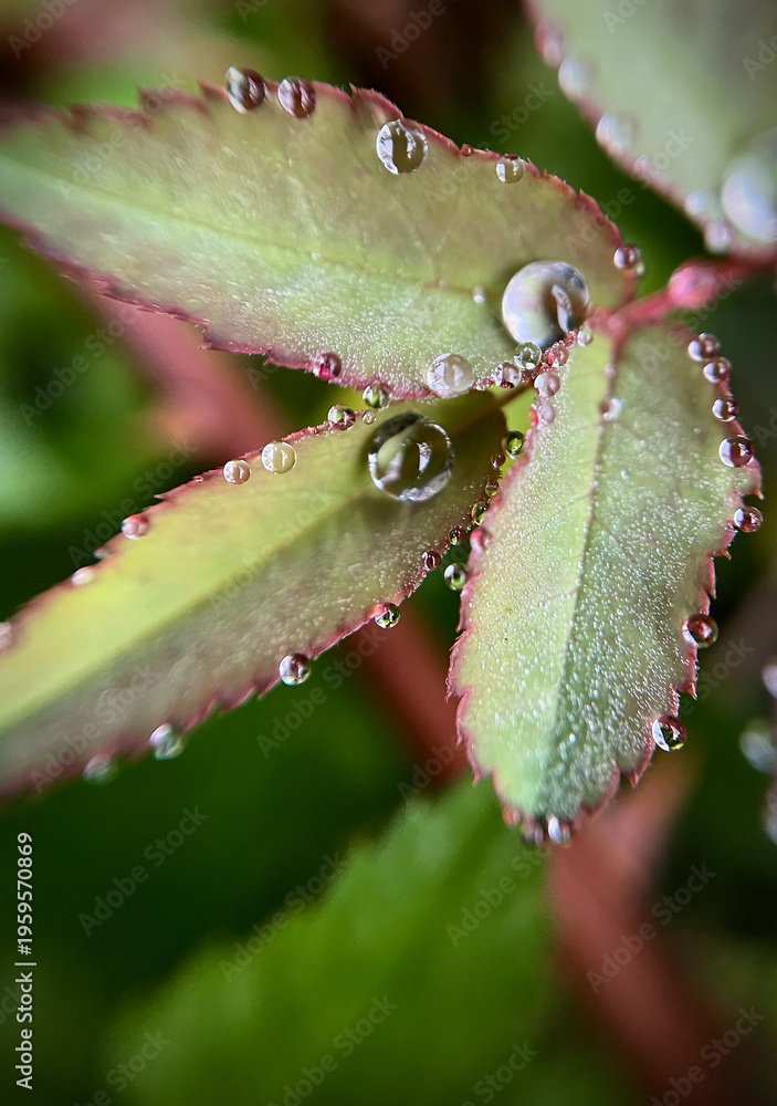 Fototapeta premium Macro succulent leaves with water droplets, fresh natural background, morning dew concept