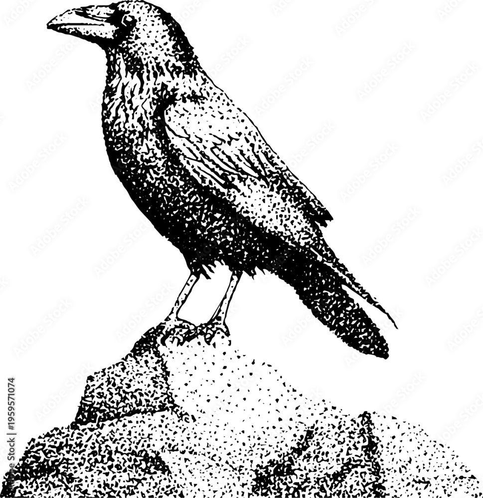 Obraz premium Raven perched on rock in black and white stippling art for vintage design