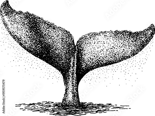 Intricate whale tail in black and white dotwork stippling art