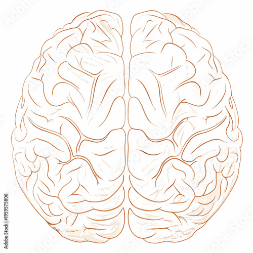Detailed illustration of a human brain with visible lobes and fissures